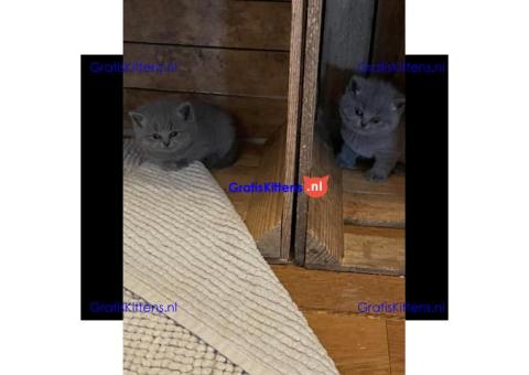 Britse Korthaar/Scottish Fold Blauw en Lilac kitten €150 Whatsapp-nummer: +32 460224753