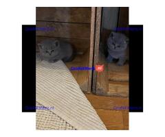 Britse Korthaar/Scottish Fold Blauw en Lilac kitten €150 Whatsapp-nummer: +32 460224753