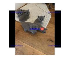 Britse Korthaar/Scottish Fold Blauw en Lilac kitten €150 Whatsapp-nummer: +32 460224753