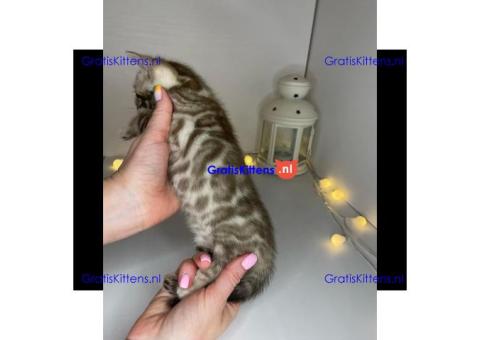 Gezonde sphynx, bengal, chatreuax, ragdoll en europese korthaar kittens