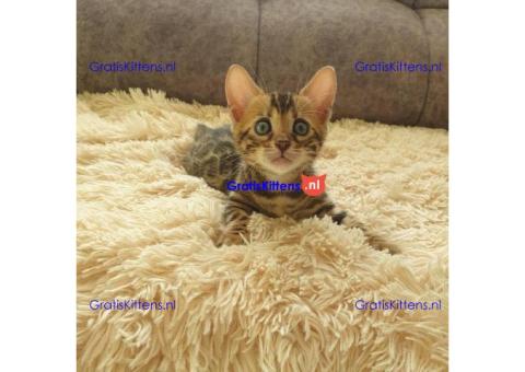 Gezonde sphynx, bengal, chatreuax, ragdoll en europese korthaar kittens