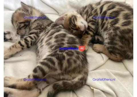 Gezonde sphynx, bengal, chatreuax, ragdoll en europese korthaar kittens