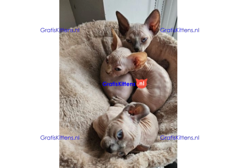 Gezonde sphynx, bengal, chatreuax, ragdoll en europese korthaar kittens