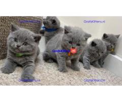 Blauwe britse korthaar kittens