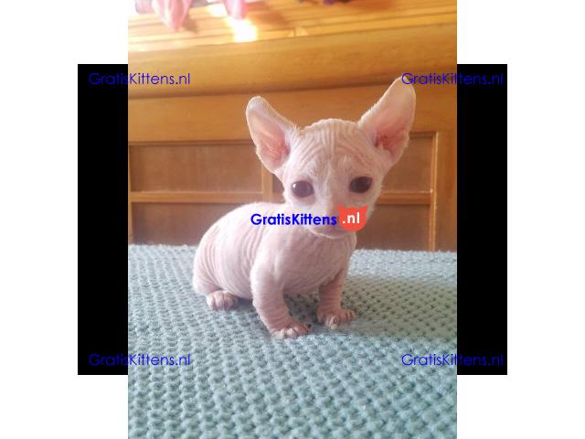 munchkin sphynx kittens voor gratis adoptie
