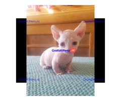 munchkin sphynx kittens voor gratis adoptie