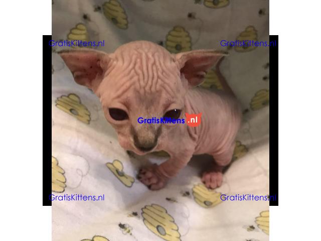 munchkin sphynx kittens voor gratis adoptie