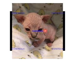 munchkin sphynx kittens voor gratis adoptie