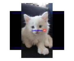 Gratis Perzische kittens ter adoptie