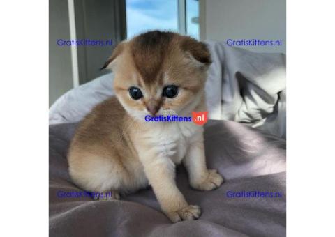 Angstaanjagende Scottish Fold kittens en vrouwtjes voor gratis adoptie
