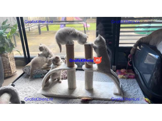 Britse Korthaar/Scottish Fold Blauw en Lilac kitten €150 Whatsapp-nummer: +32 460224753