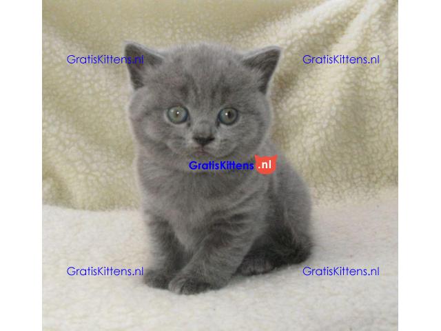 Britse Korthaar/Scottish Fold Blauw en Lilac kitten €150 Whatsapp-nummer: +32 460224753