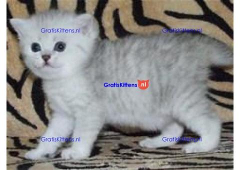 12 weken Perzische Kittens beschikbaar