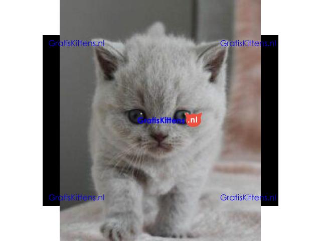 Britse Korthaar/Scottish Fold Blauw en Lilac kitten €150 Whatsapp-nummer: +32 460224753