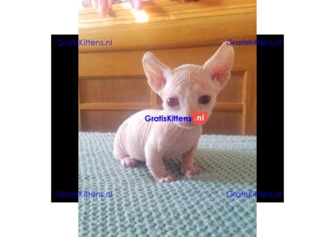 munchkin sphynx kittens voor gratis adoptie