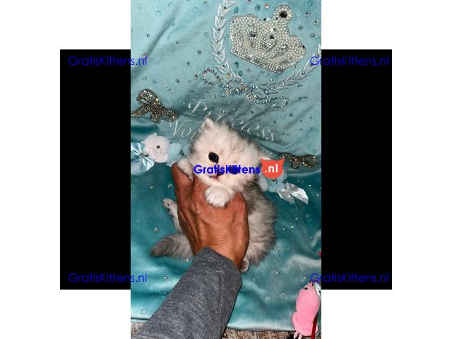 Gratis Perzische kittens ter adoptie