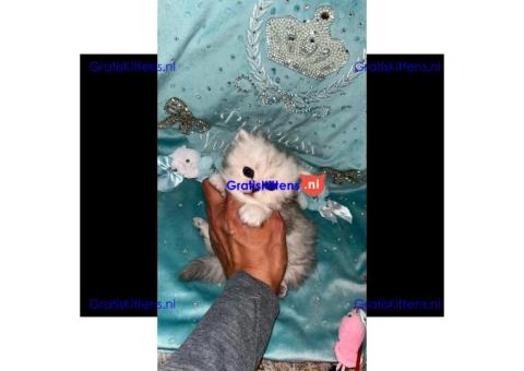 Gratis Perzische kittens ter adoptie