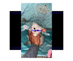 Gratis Perzische kittens ter adoptie