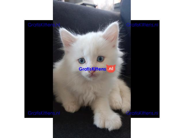 Gratis Perzische kittens ter adoptie