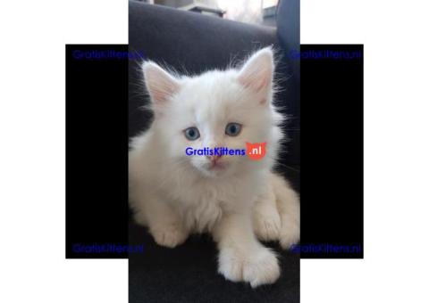Gratis Perzische kittens ter adoptie