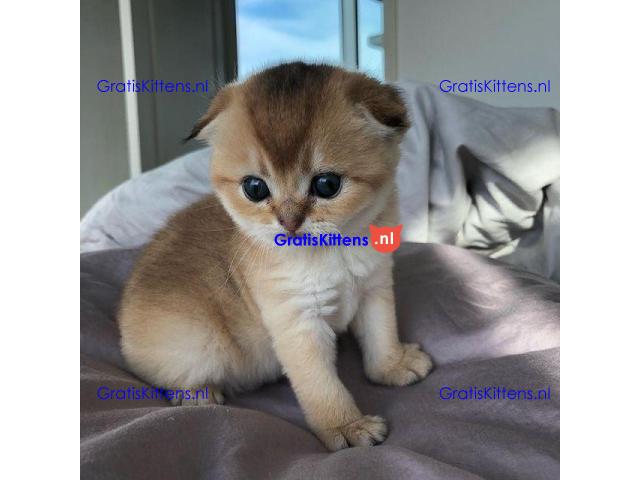 Angstaanjagende Scottish Fold kittens en vrouwtjes voor gratis adoptie