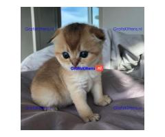 Angstaanjagende Scottish Fold kittens en vrouwtjes voor gratis adoptie