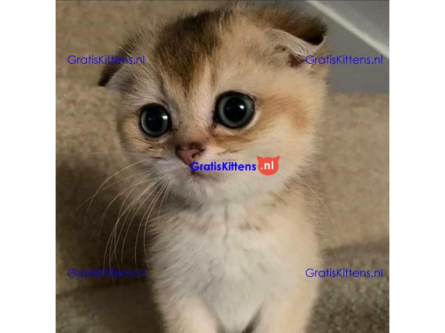 Angstaanjagende Scottish Fold kittens en vrouwtjes voor gratis adoptie