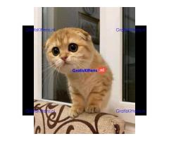 Angstaanjagende Scottish Fold kittens en vrouwtjes voor gratis adoptie