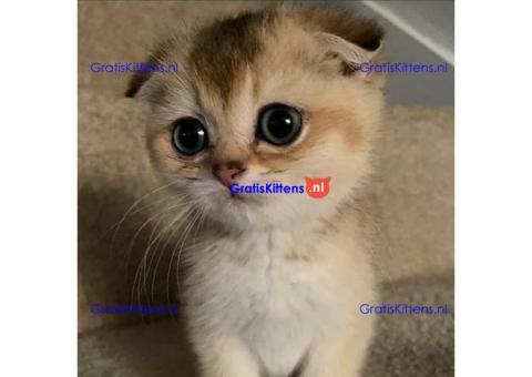 Angstaanjagende Scottish Fold kittens en vrouwtjes voor gratis adoptie