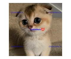 Angstaanjagende Scottish Fold kittens en vrouwtjes voor gratis adoptie
