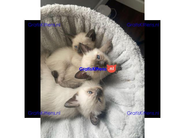 Siamese kittens gratis te adopteren