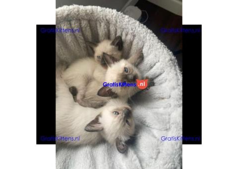 Siamese kittens gratis te adopteren