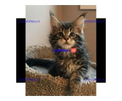 Schattige Maine Coon-kittens nu gratis beschikbaar voor adoptie