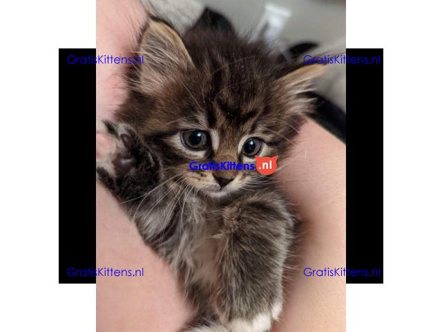 Schattige Maine Coon-kittens nu gratis beschikbaar voor adoptie