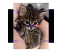 Schattige Maine Coon-kittens nu gratis beschikbaar voor adoptie