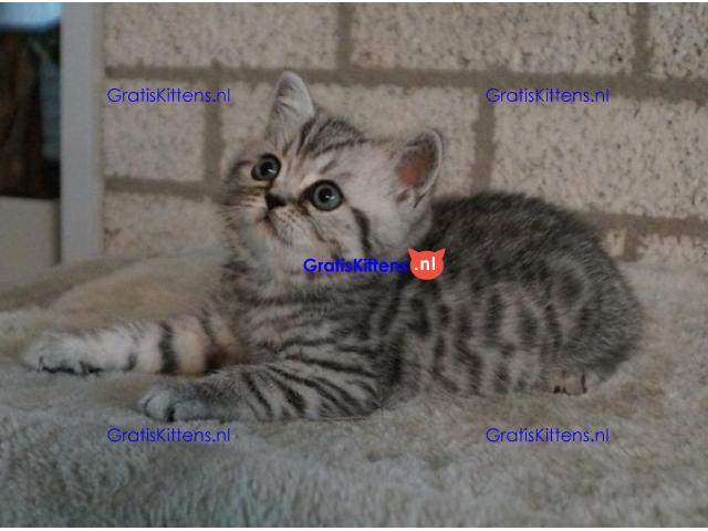 Britse Korthaar/Scottish Fold Blauw en Lilac kitten €150 Whatsapp-nummer: +32 460224753