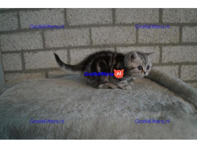 Britse Korthaar/Scottish Fold Blauw en Lilac kitten €150 Whatsapp-nummer: +32 460224753