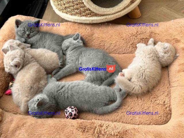Britse Korthaar/Scottish Fold Blauw en Lilac kitten €150 Whatsapp-nummer: +32 460224753